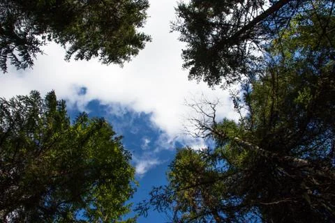 View of trees and sky from the ground with a raised head Stock Photos