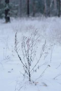 View of trees and snowfall in winter outside the city Stock Photos