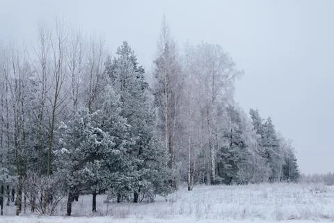 View of trees and snowfall in winter outside the city Stock Photos