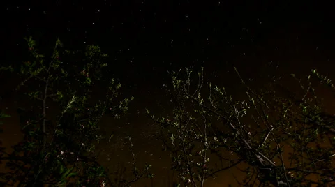 View of trees and stars Stock Footage 50176321