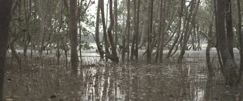 View of trees and swamp Stock Footage 65885762