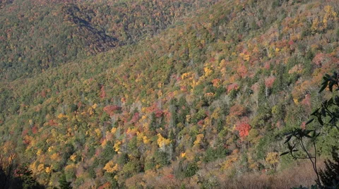 View of trees in autumn on mountains from blue ridge parkway, nc 動画素材 44349228