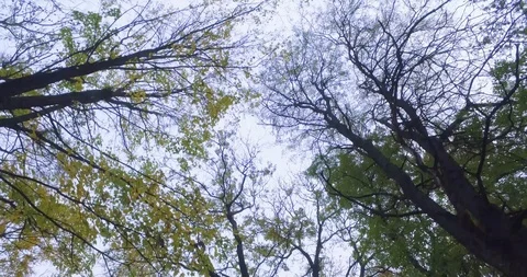 View up at the trees in autumn Park Stock Footage 122469955