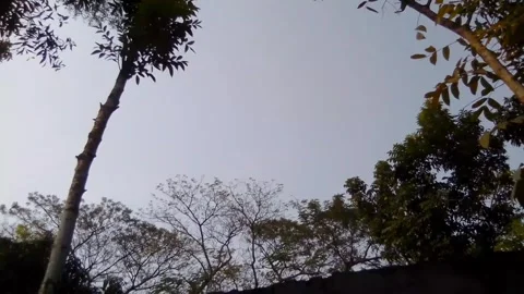 View of trees from balcony at noon Stock Footage 264748433