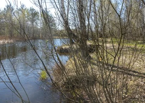 View of trees on the bank of a river in spring Fotos de archivo