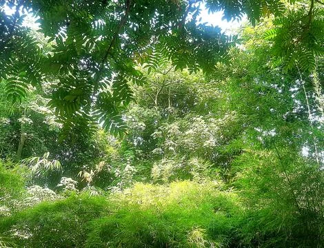 The view of the trees is beautiful and lush Stock Photos