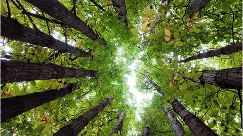 View trees from below in circle 写真素材