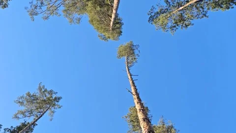 View of Trees from Below Stock Footage 299347534