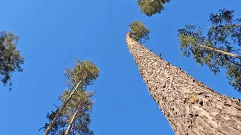 View of Trees from Below Stock Footage 299347538
