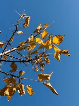 View of trees from below, forest and blue clouds, nature and clean air, forest Stock Photos