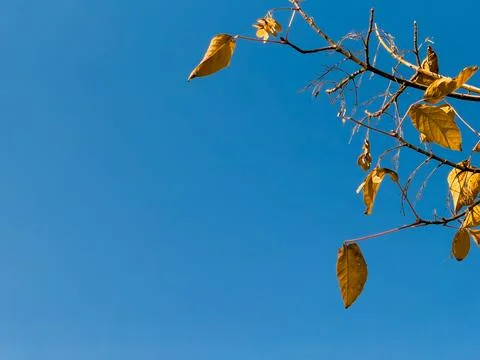 View of trees from below, forest and blue clouds, nature and clean air, forest Stock Photos