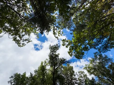 View of trees from below, forest and blue clouds, nature and clean air, forest Foto stock