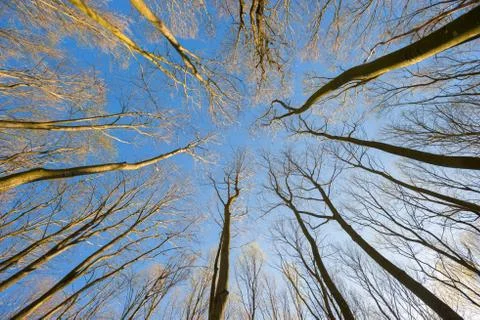 View of the trees from below Stock Photos