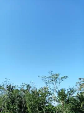 View of the trees from below Stock Photos