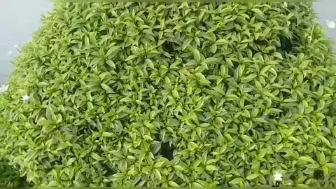 The view of the trees on the bonsai Stock Footage 235967824