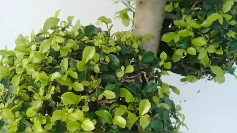 The view of the trees on the bonsai Stock Footage 235967831