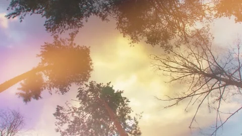 View of trees from bottom to top. Stock Footage 340154476