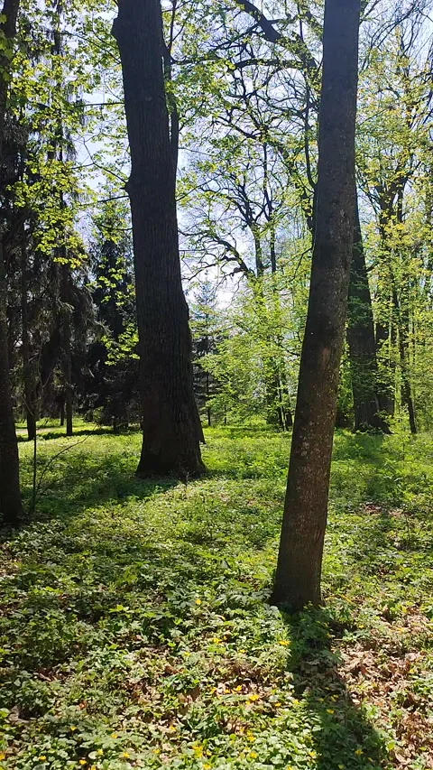 View of trees with bright green foliage in a park on a sunny spring day Vertical Stock Footage 301906786