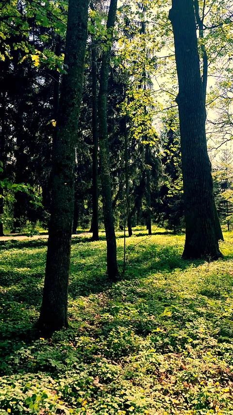 View of trees with bright green foliage in a park on a sunny spring day Vertical Stock Footage 301907606