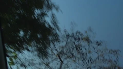 View of Trees From Car Skylight Video stock 303844074