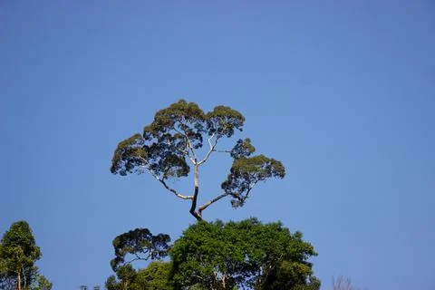 View of trees with clear blue sky in the afternoon Stock Photos