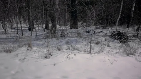 View on trees covered in snow, camera slowly rotate and show white road Stock Footage 91193872