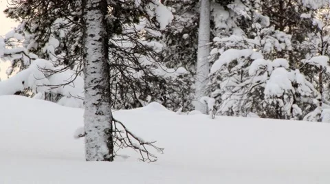 View to the trees covered with snow in winter in Saariselka, Finland. Video stock 61086082