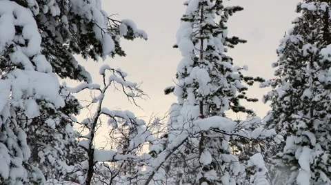 View to the trees covered with snow in winter in Saariselka, Finland. Stock Footage 61086249