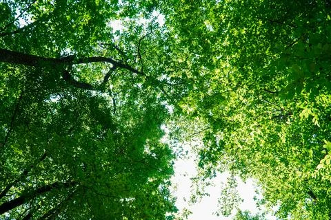 View on trees crowns, Green tree crown closeup Stock Photos