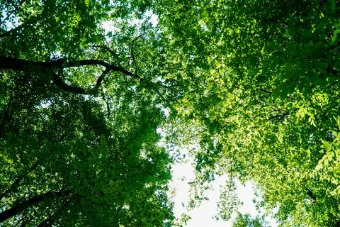 View on trees crowns, Green tree crown closeup Stock Photos