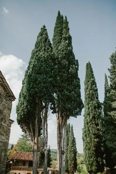 A view of the trees Cypress Stock Photos