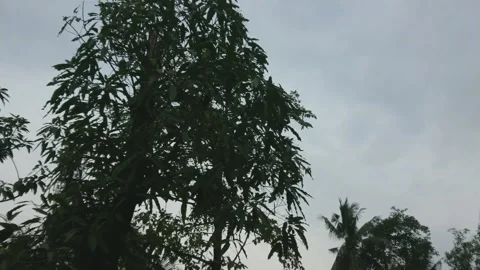 View of Trees with Dark sky Stock Footage 159290743