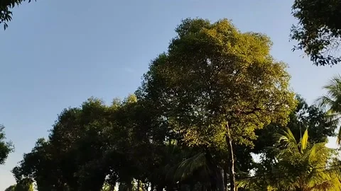 View of trees decorated with clear sky in the morning Stock Footage 212800612