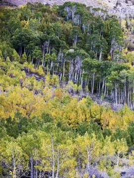 View of trees in dense forest Stock Photos