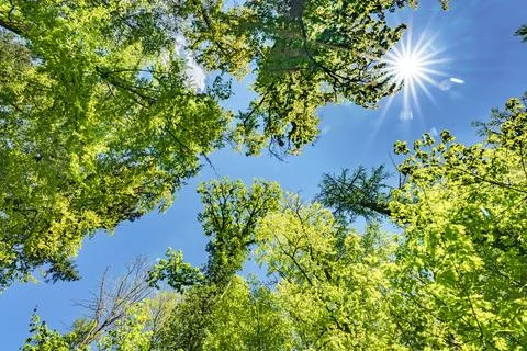 A view up into the trees direction sky - sustainability picture - stock pho.. Foto stock