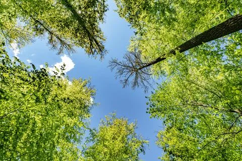 A view up into the trees direction sky - sustainability picture - stock pho.. Stock Photos