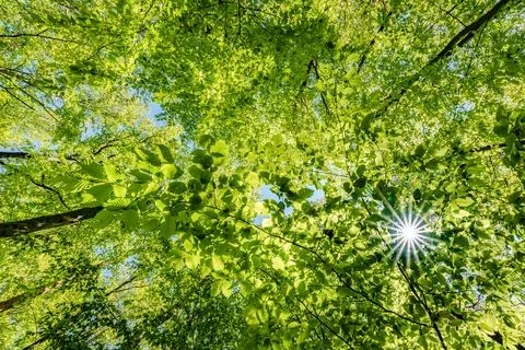 A view up into the trees direction sky - sustainability picture - stock pho.. Stock Photos