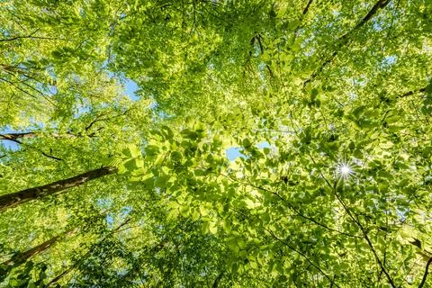 A view up into the trees direction sky - sustainability picture - stock pho.. Foto stock