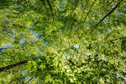 A view up into the trees direction sky - sustainability picture - stock pho.. Foto stock