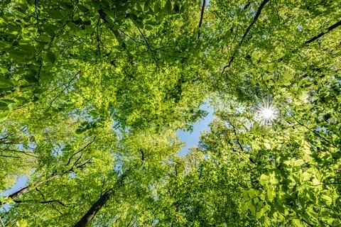 A view up into the trees direction sky - sustainability picture - stock pho.. Stock Photos