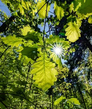 A view up into the trees direction sky - sustainability picture - stock pho.. Stock Photos