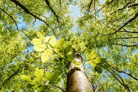 A view up into the trees direction sky - sustainability picture - stock pho.. Stock Photos