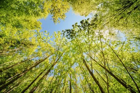 A view up into the trees direction sky - sustainability picture - stock pho.. Stock Photos