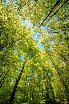 A view up into the trees direction sky - sustainability picture - stock pho.. Stock Photos