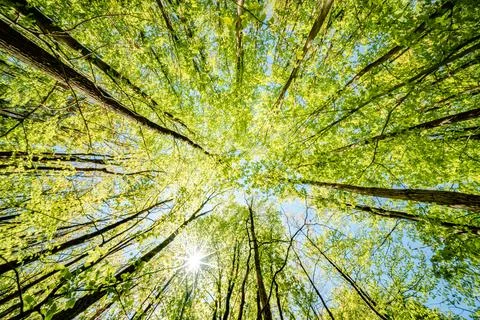 A view up into the trees direction sky - sustainability picture - stock pho.. Foto stock