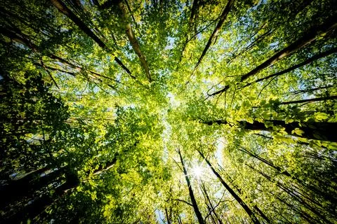 A view up into the trees direction sky - sustainability picture - stock pho.. Stock Photos