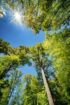 A view up into the trees direction sky - sustainability picture - stock pho.. Foto stock