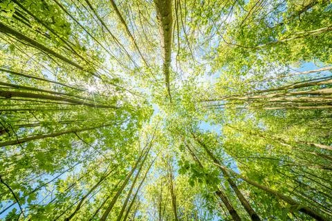 A view up into the trees direction sky - sustainability picture - stock pho.. Stock Photos
