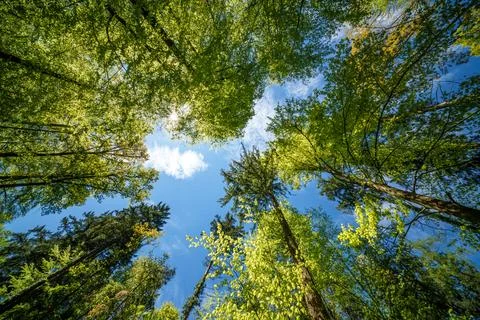 A view up into the trees direction sky - sustainability picture - stock pho.. Stock Photos
