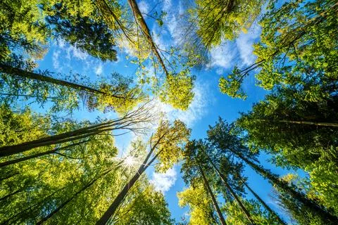 A view up into the trees direction sky - sustainability picture - stock pho.. Foto stock
